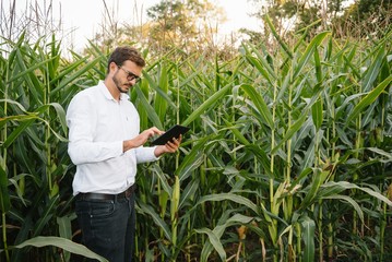 Happy farmer in the field checking corn plants during a sunny summer day, agriculture and food...