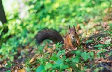 Naklejka na ściany i meble Brown squirrel. Portrait of a squirrel. Squirrel on a background of nature.
