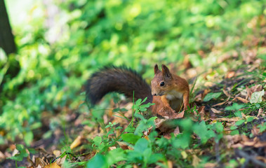 Naklejka na ściany i meble Brown squirrel. Portrait of a squirrel. Squirrel on a background of nature.