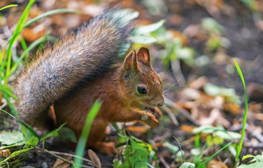 Brown squirrel. Portrait of a squirrel. Squirrel on a background of nature.