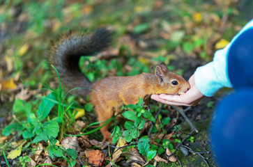Squirrel eating nuts from human hand. Squirrel and human.