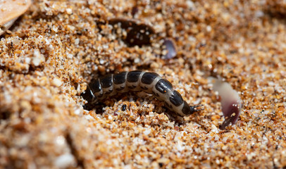 insect predatory larva on the sand