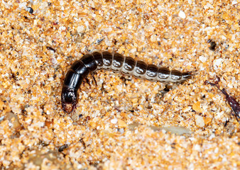 insect predatory larva on the sand