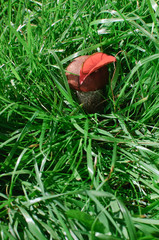 orange-cap boletus with leaf in green grass