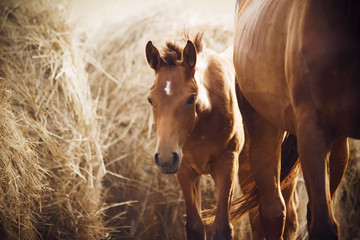 Little cute shy foal standing next to her mother near the large stacks of hay, which are lit by...
