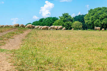 Un gregge di pecore che bruca in un campo si staglia sul cielo azzurro con nuvole bianche