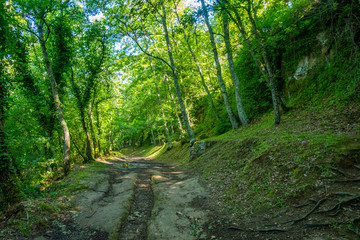 Fototapeta na wymiar Il sentiero nel bosco che attraversa l'insediamento rupestre di Vitozza, Lazio, Italia