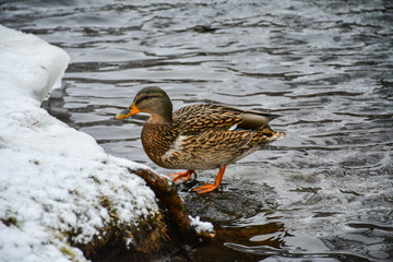 Gray duck out of water