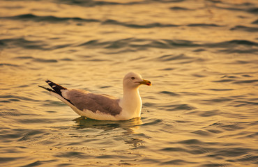 Seagull floating at sea