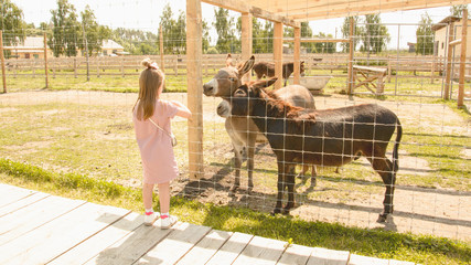Girl, donkeys, animals, farm, zoo, mule, travel, vacation, village, wild animals, herd of donkeys,...
