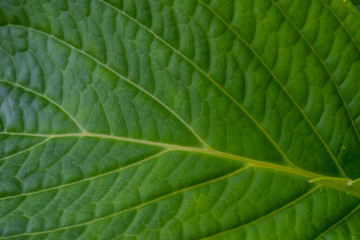 Closeup of veins in green leaf