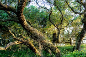 Selective Focus of gnarled windswept live oak trees on Ocracoke Island, North Carolina, where Blackbeard the Pirate was captured and hanged