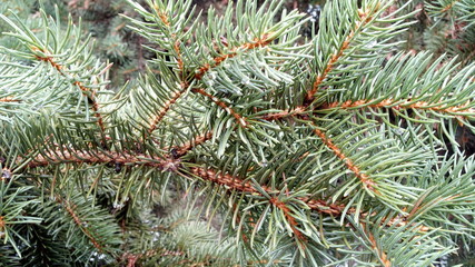 Prickly branches of a young spruce after rain.