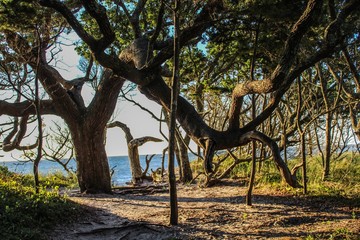 Selective Focus of gnarled windswept live oak trees on Ocracoke Island, North Carolina, where Blackbeard the Pirate was captured and hanged