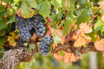 Red wine grapes on vine ready for harvest with fall colors.