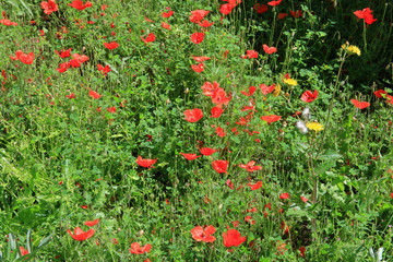 Field with wild poppies.