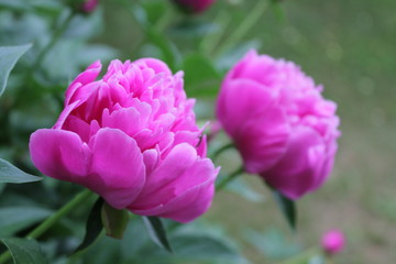 Peony