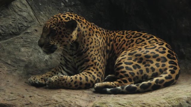 Jaguar Cleans Itself in the Shade
