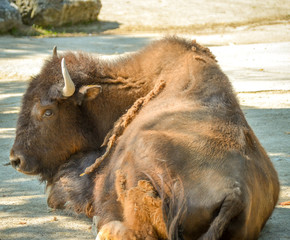 buffalo laying on the ground in the sun