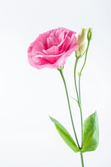 Obraz premium Kwiaty eustoma na białym tle