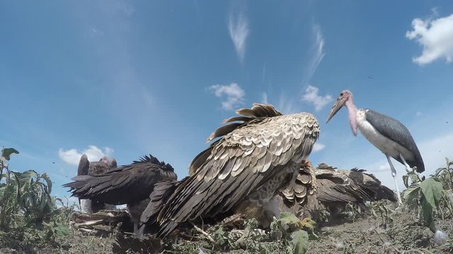 Diversity of vultures eating from a Zebra carcass, in close-up low angle view, on the Ngorongoro Conservation Area plains.