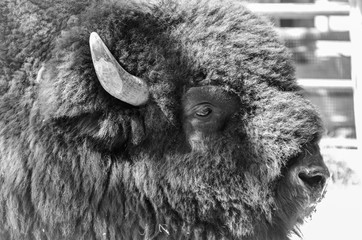 male buffalo head close up shot 