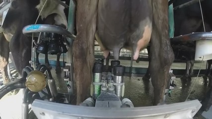 industrial robot installs milking machine cow (GoPro)