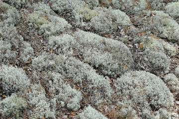Cladonia Stellaris on the ground. Also known as reindeer lichen or moss.