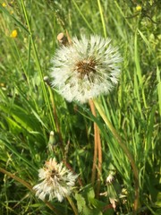 Fototapeta premium dandelion on background of green grass