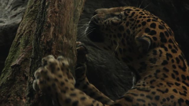Jaguar Scratching Tree