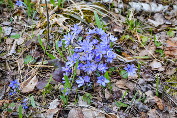 First spring flowers grew in the forest