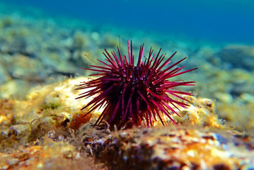 Paracentrotus lividus - colorful Mediterranean sea urchin in underwater scene  - Powered by Adobe