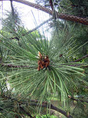 pine tree branch with cones