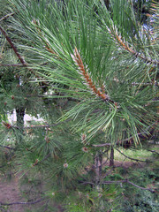 pine tree branch with cones