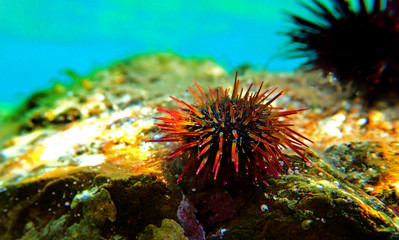 Paracentrotus lividus - colorful Mediterranean sea urchin in underwater scene 