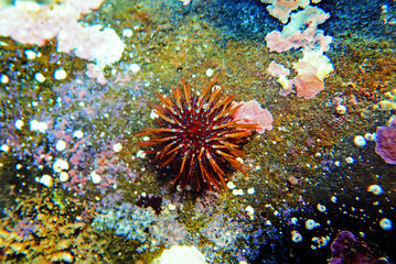 Naklejka na ściany i meble Paracentrotus lividus - colorful Mediterranean sea urchin in underwater scene 