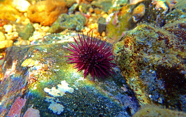 Naklejka na ściany i meble Paracentrotus lividus - colorful Mediterranean sea urchin in underwater scene 