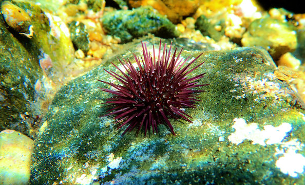 Paracentrotus lividus - colorful Mediterranean sea urchin in underwater scene 