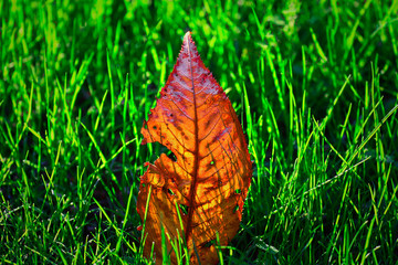 Herbstblatt in Gras