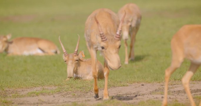 Closeup shoot of saiga walking in the field in front of the camera in the national park outdoors