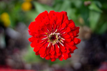 red flower in garden