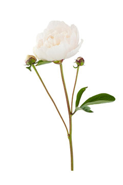 White flower  peony. White flower peony isolated on a white background.