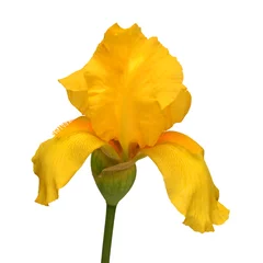 Deurstickers Beautiful yellow iris flower isolated on white background. Easter. Summer. Spring. Flat lay, top view. Love. Valentine's Day © Flower Studio