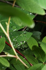 raindrops on spider web