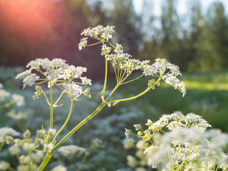 White Cow parsley flowers