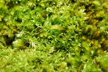 moss background close-up