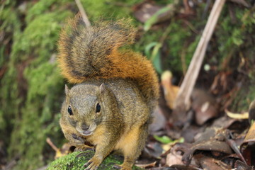 Squirrel