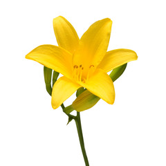 Flower yellow day lily beautiful delicate isolated on white background. Creative spring concept. Star shape. Floral pattern, object. Flat lay, top view
