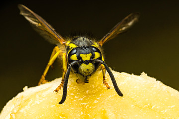 wasp eating a banana
