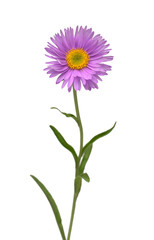Flower aster alpine pink isolated on white background. Macro, daisy. Floral pattern, object. Flat lay, top view